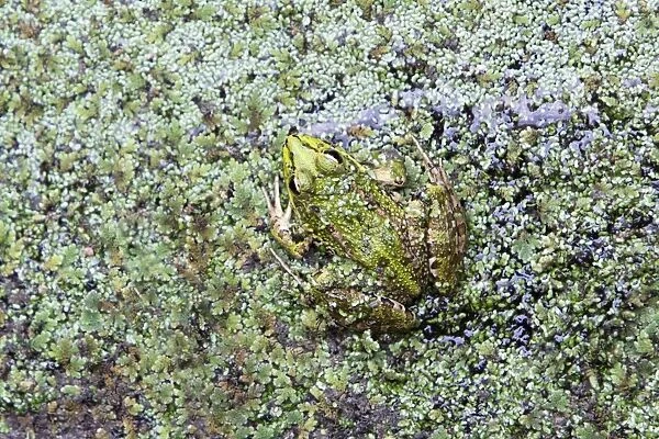 Iberian Marsh Frog - amongst pond weed, Alentejo region, Portugal
