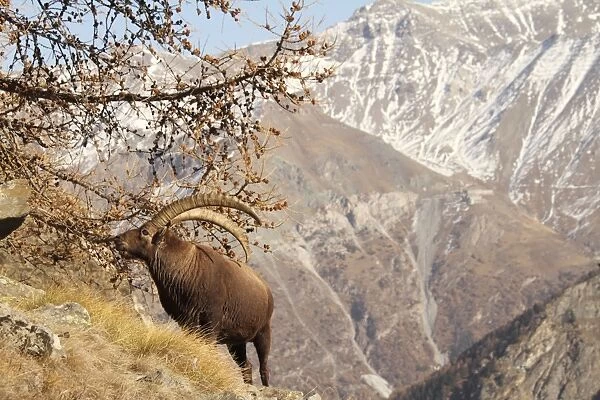 Ibex - buck on moutainside - Gran Paradiso National Park - Italy