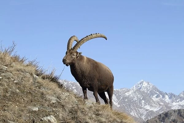 Ibex - buck on moutainside - Gran Paradiso National Park - Italy