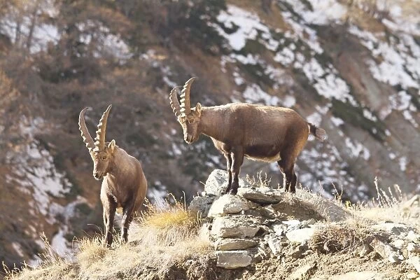 Ibex - bucks on moutainside - Gran Paradiso National Park - Italy
