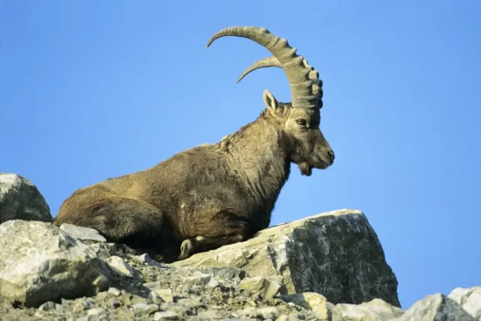 Framed Print : Ibex- male resting on mountain scree Groszglockner national park, Austria Framed Print : Ibex- male resting on mountain scree Groszglockner national park, Austria