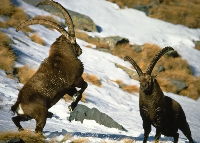 Framed Print : Ibex - Two males confronting each other Framed Print : Ibex - Two males confronting each other