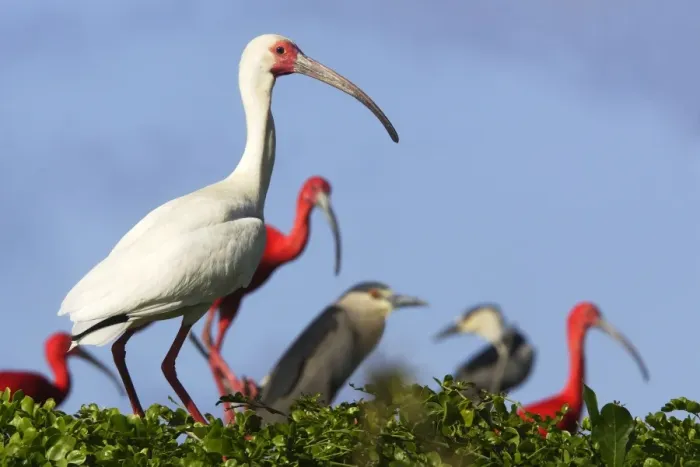 Framed Print : Ibis blanc White Ibis. Eudocimus albus venezuela Ibis blanc White Ibis. Eudocimus albus venezuela Framed Print : Ibis blanc White Ibis. Eudocimus albus venezuela Ibis blanc White Ibis. Eudocimus albus venezuela