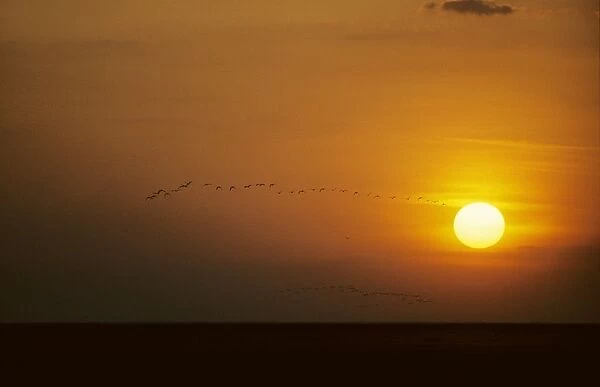 Ibis - Flying to Roost at Sunset Llanos, Orinoco delta, Venezuela BI005787