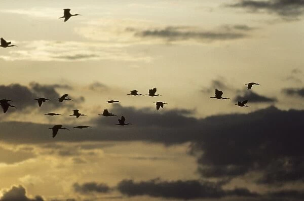 Ibis - Flying to Roost at Sunset Llanos, Orinoco delta, Venezuela BI005788