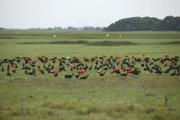 Ibis - Glossy Ibis (Plegadis falcinellus) and Scarlet ibis (Eudocimus ruber). Llanos, Venezuela