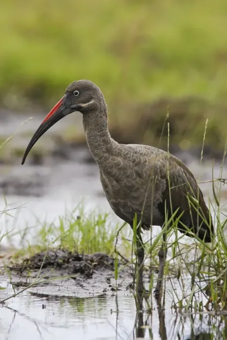Framed Print : ibis hadada Hadada Ibis Bostrychia hagedash Framed Print : ibis hadada Hadada Ibis Bostrychia hagedash