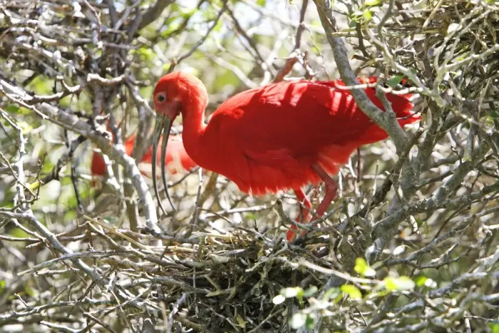 Framed Print : Ibis rouge au nid. Scarlet Ibis Eudocimus ruber Framed Print : Ibis rouge au nid. Scarlet Ibis Eudocimus ruber