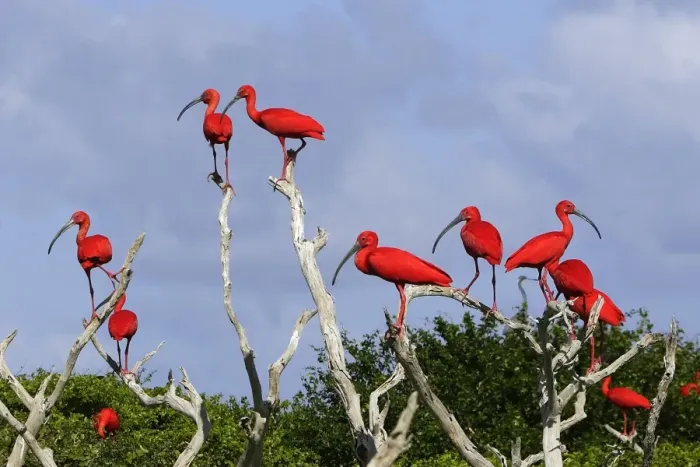 Framed Print : Ibis rouge. Scarlet Ibis Eudocimus ruber Framed Print : Ibis rouge. Scarlet Ibis Eudocimus ruber