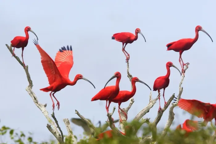 Framed Print : Ibis rouge. Scarlet Ibis Eudocimus ruber Framed Print : Ibis rouge. Scarlet Ibis Eudocimus ruber