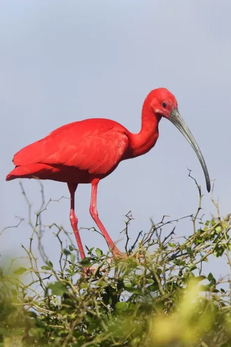Framed Print : Ibis rouge. Scarlet Ibis Eudocimus ruber Framed Print : Ibis rouge. Scarlet Ibis Eudocimus ruber