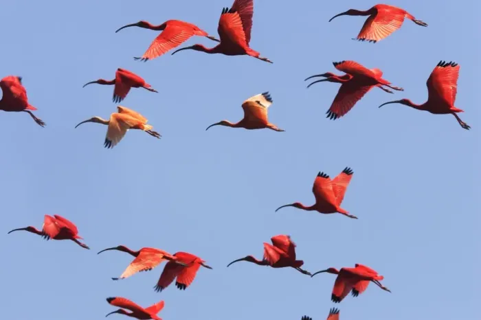 Framed Print : Ibis rouge. Scarlet Ibis Eudocimus ruber