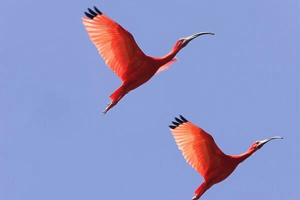 Ibis rouge. Scarlet Ibis Eudocimus ruber