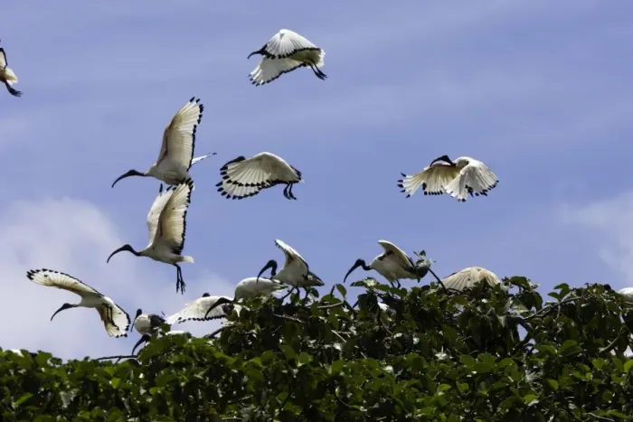 Framed Print : Ibis sacre. Sacred Ibis. Threskiornis aethiopicus. Ordre des Ciconiiformes. Famille des Threskiornithides
