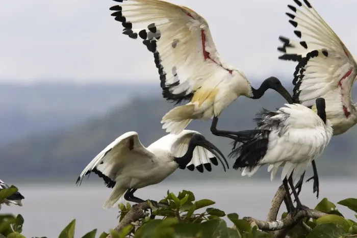 Framed Print : Ibis sacre. Sacred Ibis. Threskiornis aethiopicus. Ordre des Ciconiiformes. Famille des Threskiornithides