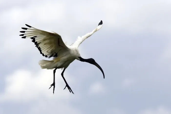 Framed Print : Ibis sacre. Sacred Ibis. Threskiornis aethiopicus. Ordre des Ciconiiformes. Famille des Threskiornithides