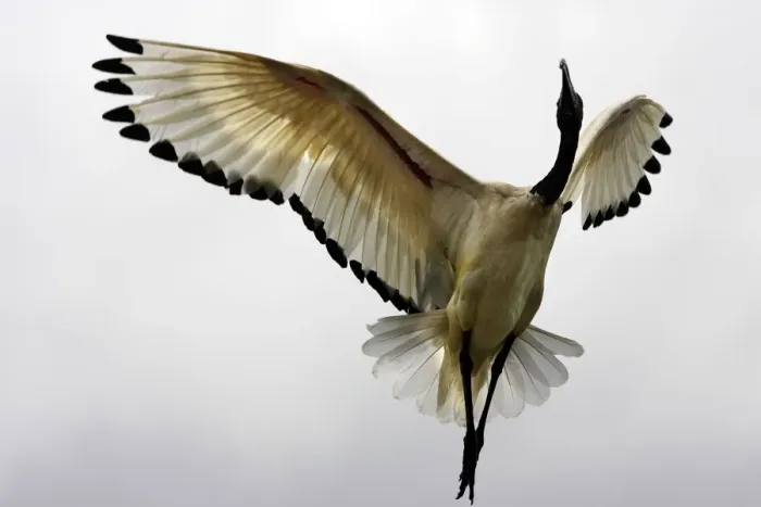 Framed Print : Ibis sacre. Sacred Ibis. Threskiornis aethiopicus. Ordre des Ciconiiformes. Famille des Threskiornithides Framed Print : Ibis sacre. Sacred Ibis. Threskiornis aethiopicus. Ordre des Ciconiiformes. Famille des Threskiornithides