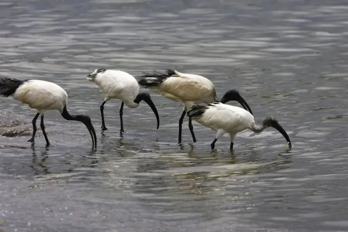 Framed Print : Ibis sacre. Sacred Ibis. Threskiornis aethiopicus. Ordre des Ciconiiformes. Famille des Threskiornithides Framed Print : Ibis sacre. Sacred Ibis. Threskiornis aethiopicus. Ordre des Ciconiiformes. Famille des Threskiornithides