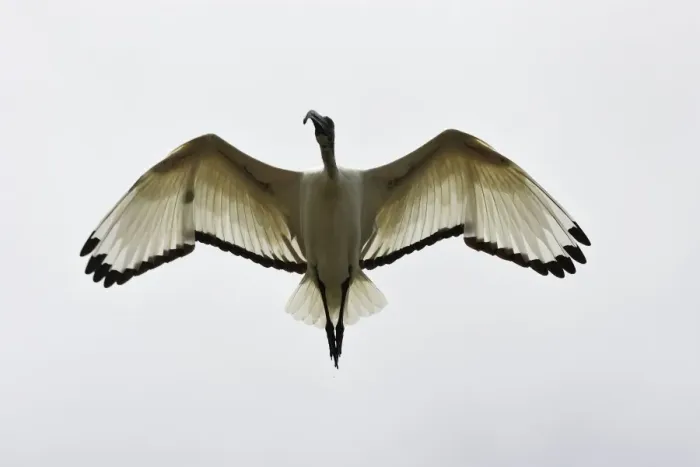 Framed Print : Ibis sacre. Sacred Ibis. Threskiornis aethiopicus. Ordre des Ciconiiformes. Famille des Threskiornithides