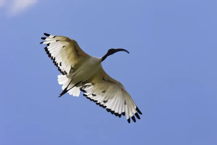 Framed Print : Ibis sacre. Sacred Ibis. Threskiornis aethiopicus. Ordre des Ciconiiformes. Famille des Threskiornithides Framed Print : Ibis sacre. Sacred Ibis. Threskiornis aethiopicus. Ordre des Ciconiiformes. Famille des Threskiornithides
