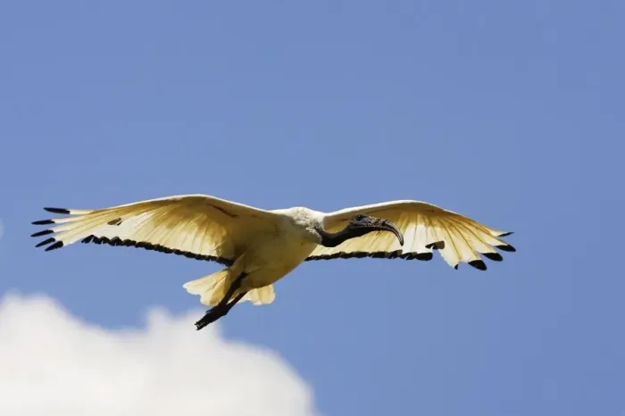 Framed Print : Ibis sacre. Sacred Ibis. Threskiornis aethiopicus. Ordre des Ciconiiformes. Famille des Threskiornithides Framed Print : Ibis sacre. Sacred Ibis. Threskiornis aethiopicus. Ordre des Ciconiiformes. Famille des Threskiornithides