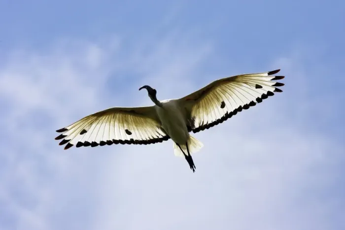 Framed Print : Ibis sacre. Sacred Ibis. Threskiornis aethiopicus. Ordre des Ciconiiformes. Famille des Threskiornithides Framed Print : Ibis sacre. Sacred Ibis. Threskiornis aethiopicus. Ordre des Ciconiiformes. Famille des Threskiornithides