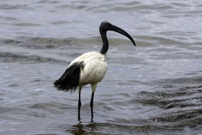 Framed Print : Ibis sacre. Sacred Ibis. Threskiornis aethiopicus. Ordre des Ciconiiformes. Famille des Threskiornithides Framed Print : Ibis sacre. Sacred Ibis. Threskiornis aethiopicus. Ordre des Ciconiiformes. Famille des Threskiornithides