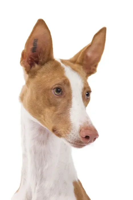 Framed Print : Ibizan Hound / Podenco Ibicenco - in studio Framed Print : Ibizan Hound / Podenco Ibicenco - in studio