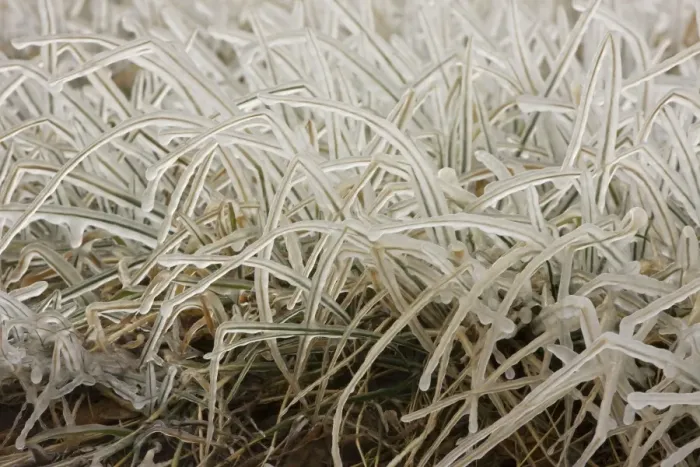 Framed Print : Ice covered grass - Upstate New York - near Seneca Lake
