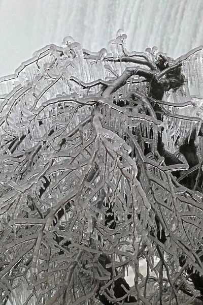 Ice-covered Tree near Horseshow Falls - Niagara Falls - Canada