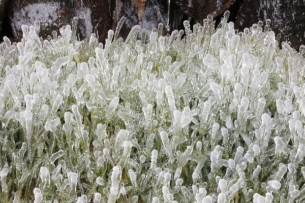 Ice Rain - on grass, Lower Saxony, Germany