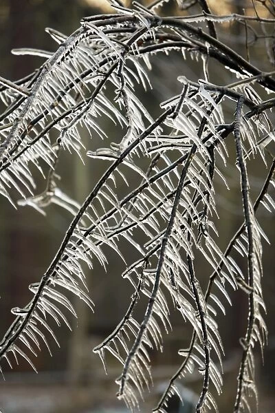 Ice Rain - icicles on tree branches, Lower Saxony, Germany