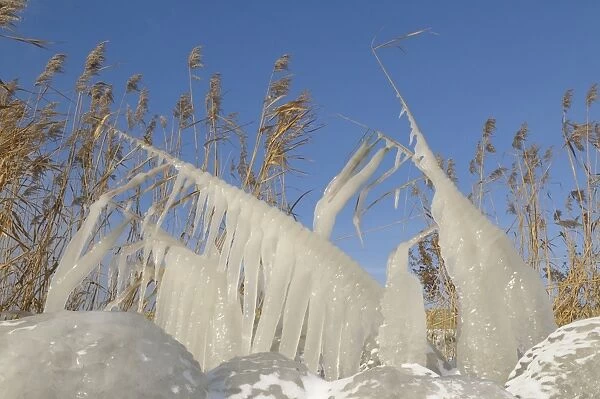 Ice structures on reed