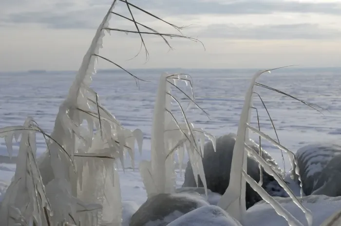Framed Print : Ice structures on reed