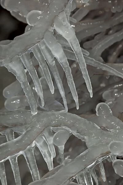 Ice on Tree - Niagara Falls - Canada