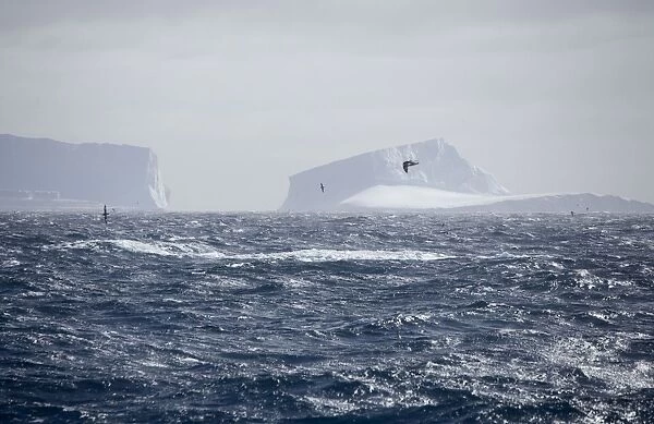 Icebergs - Petrels flying past. Antarctic, October