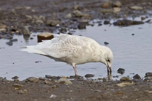 Iceland Gull - 2nd winter drinking from pool - vagrant - Lowestoft - Suffolk - February
