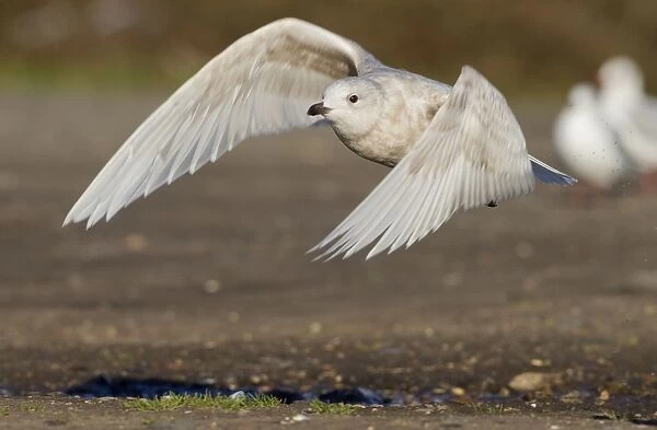 Iceland Gull - 2nd winter - vagrant in flight - Lowestoft - Suffolk - February