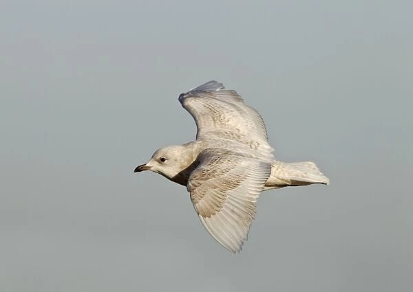 Iceland Gull - 2nd winter - vagrant in flight - Lowestoft - Suffolk - February