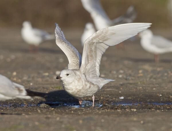 Iceland Gull - 2nd winter - vagrant taking off - Lowestoft - Suffolk - February