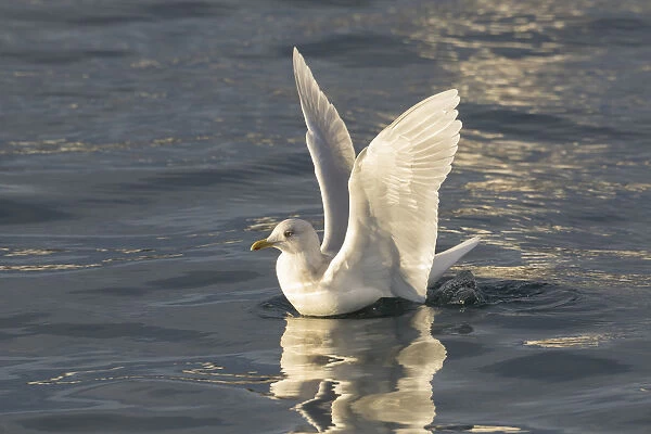 Iceland Gull - adult landing on water - Iceland