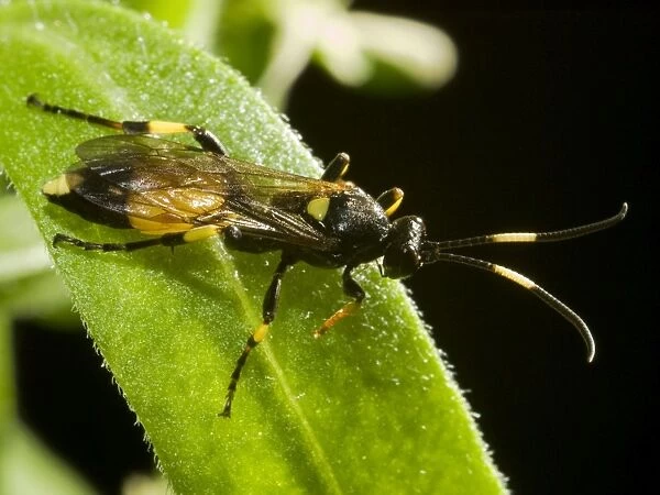 Ichneumon Wasp. UK
