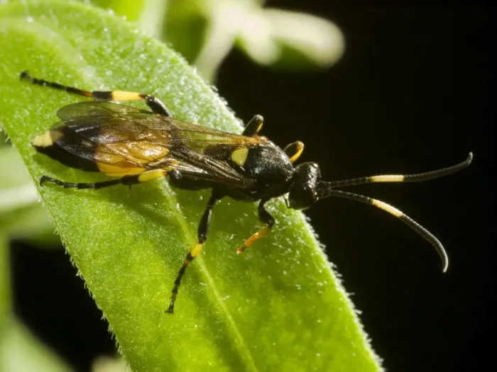 Framed Print : Ichneumon Wasp. UK Framed Print : Ichneumon Wasp. UK