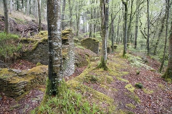 Idless Woods - ruins of buildings - Cornwall - UK