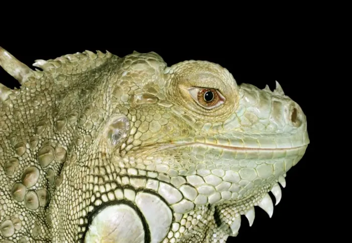 Framed Print : Iguana. BB-619. Iguana. Iguana iguana. Brian Bevan Framed Print : Iguana. BB-619. Iguana. Iguana iguana. Brian Bevan