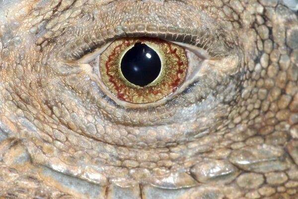 Iguana: eye