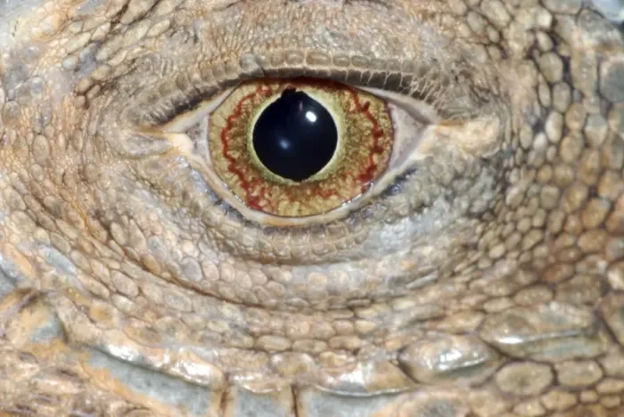 Framed Print : Iguana: eye Framed Print : Iguana: eye