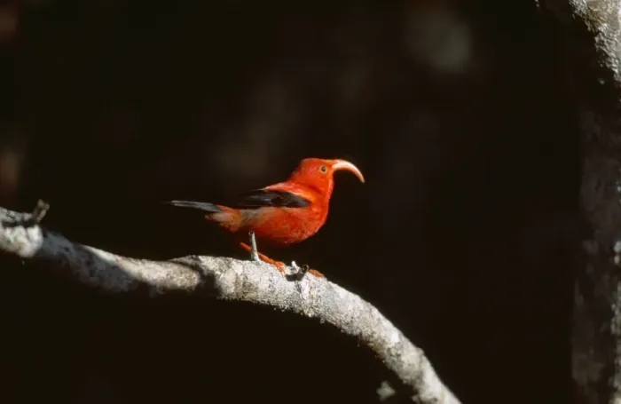 Framed Print : Iiwi Bird COS 584 Vestiaria coccinea - Hawaiian endemic, Big Island Hawaii © Bill Coster ARDEA LONDON Framed Print : Iiwi Bird COS 584 Vestiaria coccinea - Hawaiian endemic, Big Island Hawaii © Bill Coster ARDEA LONDON