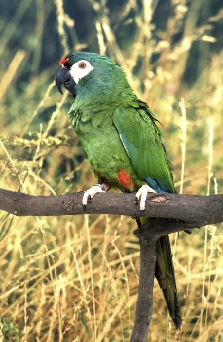 Framed Print : Illigers Macaw Brazil Framed Print : Illigers Macaw Brazil