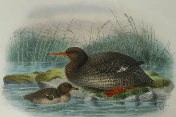 Framed Print : Illustration: Auckland Island Merganser, New Zealand. From Buller 1905, original artwork by J G Keulemans Framed Print : Illustration: Auckland Island Merganser, New Zealand. From Buller 1905, original artwork by J G Keulemans